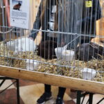 Gyvaisiais parodos eksponatais pasigrožėti bus galima visą savaitgalį. M. BLINSTRUBYTĖS nuotraukos