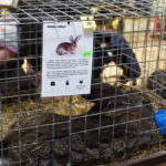 Gyvaisiais parodos eksponatais pasigrožėti bus galima visą savaitgalį. M. BLINSTRUBYTĖS nuotraukos