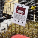 Gyvaisiais parodos eksponatais pasigrožėti bus galima visą savaitgalį. M. BLINSTRUBYTĖS nuotraukos