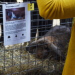 Gyvaisiais parodos eksponatais pasigrožėti bus galima visą savaitgalį. M. BLINSTRUBYTĖS nuotraukos