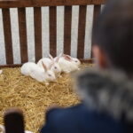 Gyvaisiais parodos eksponatais pasigrožėti bus galima visą savaitgalį. M. BLINSTRUBYTĖS nuotraukos