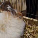 Gyvaisiais parodos eksponatais pasigrožėti bus galima visą savaitgalį. M. BLINSTRUBYTĖS nuotraukos