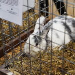 Gyvaisiais parodos eksponatais pasigrožėti bus galima visą savaitgalį. M. BLINSTRUBYTĖS nuotraukos