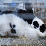 Gyvaisiais parodos eksponatais pasigrožėti bus galima visą savaitgalį. M. BLINSTRUBYTĖS nuotraukos