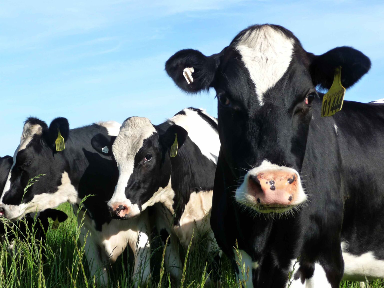 Praeitame amžiuje užkasti juodligės židiniai tebekelia grėsmę ir gyvulių, ir žmonių sveikatai. Pernai patikrinta beveik pusė tokių pavojingų vietų.