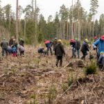 Didelis panevėžiečių būrys trečiadienį skubėjo į Žaliąją girią. Čia vyko miško sodinimo akcija, skirta Lietuvos valstybės atkūrimo šimtmečiui.
