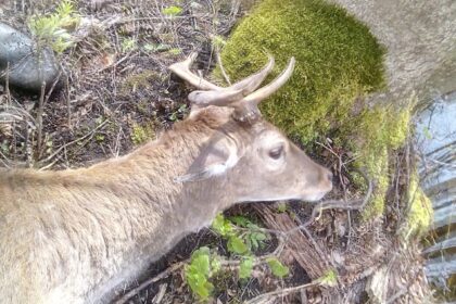 Pašilių miške į tinklą įsipainiojusį ir besiblaškantį danieliaus patiną pastebėjo miške ragus rinkusios moterys. Žvėrelis čia galėjo prabūti ne vieną dieną.