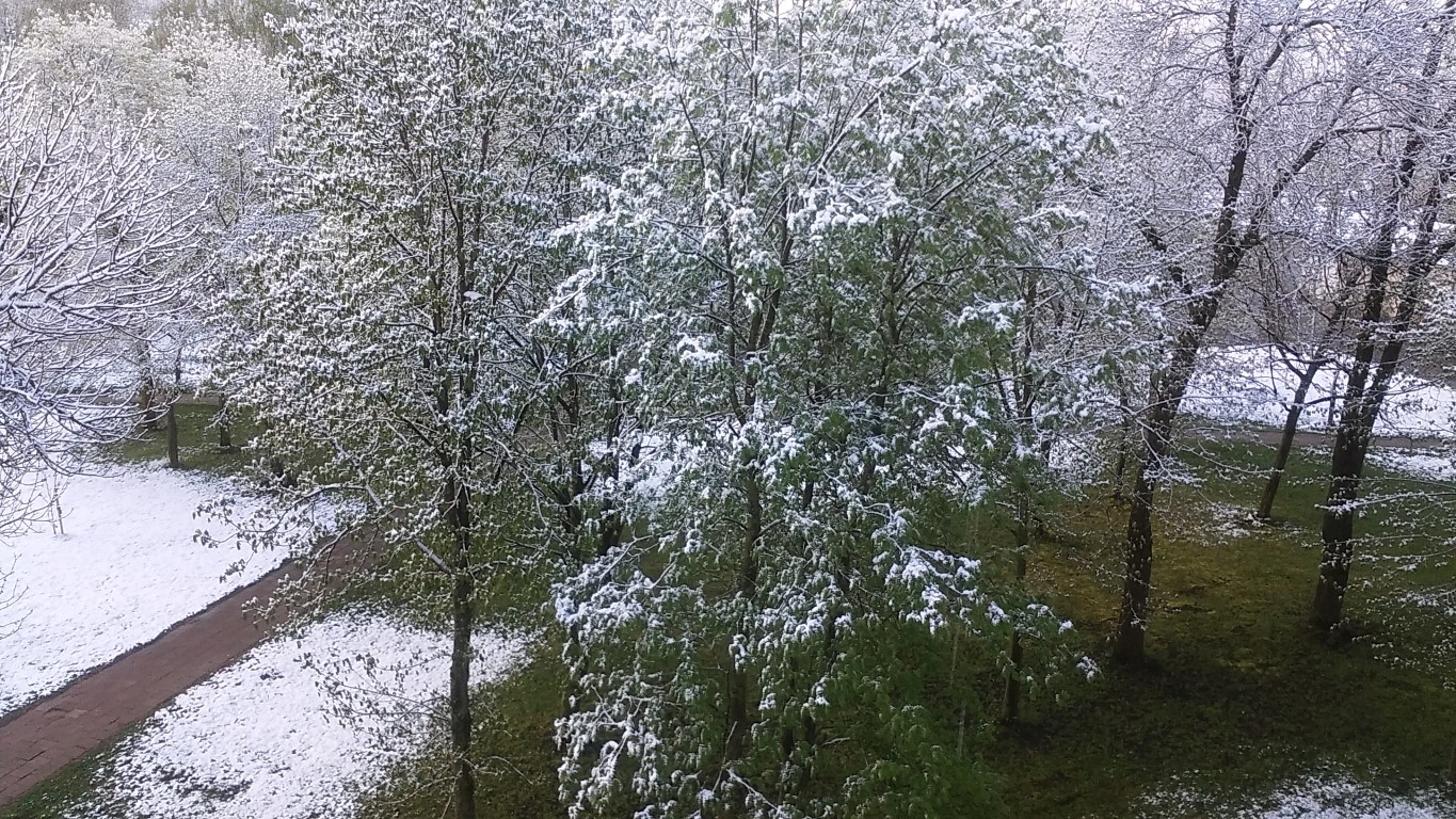 Klimatologai tvirtina, kad kone vasaros išvakarėse nagus parodžiusi žiema nėra naujas reiškinys Lietuvoje, tokių atvejų per keturis dešimtmečius būta kelių.