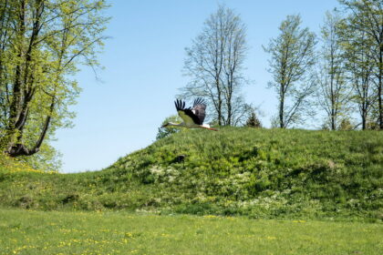 Tarp trisdešimties pačių įspūdingiausių Lietuvos piliakalnių – ir Krekenavos regioninio parko puošmena Bakainiai.