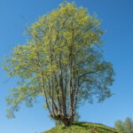 Iš trijų pusių Liaudės upės apsuptas, iš šiaurės pylimo saugomas, stačiais šlaitais įrėmintas Bakainių piliakalnis su savo pylimais, priešpiliu ir papiliu vienu žvilgsniu neaprėpiamas. T. ŠIAUDINIO nuotraukos