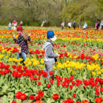 Nepaisant nepalankaus pavasario, Burbiškio dvaras lankytojus pakvietė pasidžiaugti žydinčiomis tulpėmis.