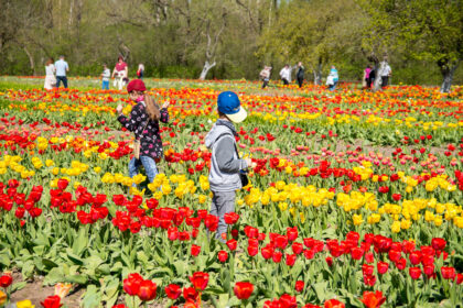 Nepaisant nepalankaus pavasario, Burbiškio dvaras lankytojus pakvietė pasidžiaugti žydinčiomis tulpėmis.