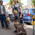 Gatvės muzikos diena 2017. T. ŠIAUDINIO nuotr.