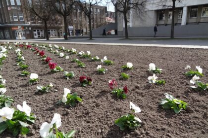 Panevėžys puošiamas saulės ir šilumos sezonui – našlaitėmis apsodinti Laisvės aikštės gėlynai, šios pavasarinės gėlės atsiras ir gėlynuose prie fontanų.