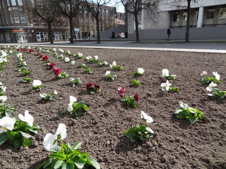 Panevėžys puošiamas saulės ir šilumos sezonui – našlaitėmis apsodinti Laisvės aikštės gėlynai, šios pavasarinės gėlės atsiras ir gėlynuose prie fontanų.
