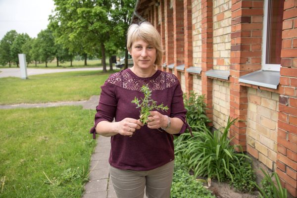 Žolininkė iš Trakiškio Vilija Šaparnienė primena, kad Sekminės minimos pačioje gamtos suvešėjimo pradžioje. T. Šiaudinio nuotr.