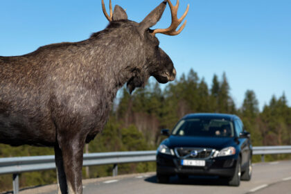 Panevėžio rajone po susidūrimo su briedžiu nuo kelio nuvažiavo lengvasis automobilis, per avariją sužeistas vairuotojas, pranešė policija.