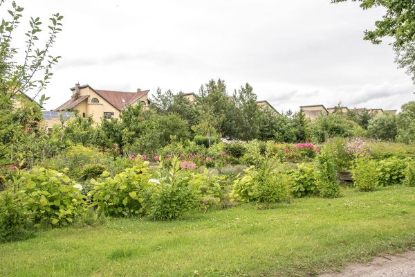 Ten, kur bus Šiaurinė gatvė, daržus turintys Rožyno gyventojai, matydami Savivaldybės reakciją į panevėžiečių protestus, reikalauja nusileisti ir jiems – atsisakyti prieš kelis dešimtmečius suplanuotos gatvės. T. Šiaudinio nuotr.