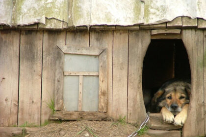 Anykščių rajone, Troškūnų seniūnijoje, Kanapynės kaime gyvenantis vyras atsikėlęs rytą apstulbo. Prie daržinės, kur paprastai namus nuo piktavalių saugojo keturkojis, buvo tuščia, o ten buvusį augintinį priminė tik nutraukta virvė.