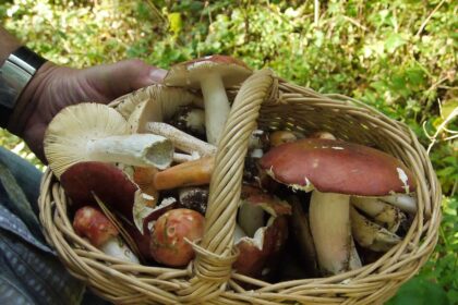 Argi yra tokių, kurie nemėgsta pasivaikštinėti miško medžių ūksmėje, pasigrožėti natūralia gamta ir dar prisirinkti krepšį kvapių grybų?