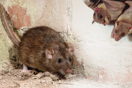 Kenkėjai karkasiniame name