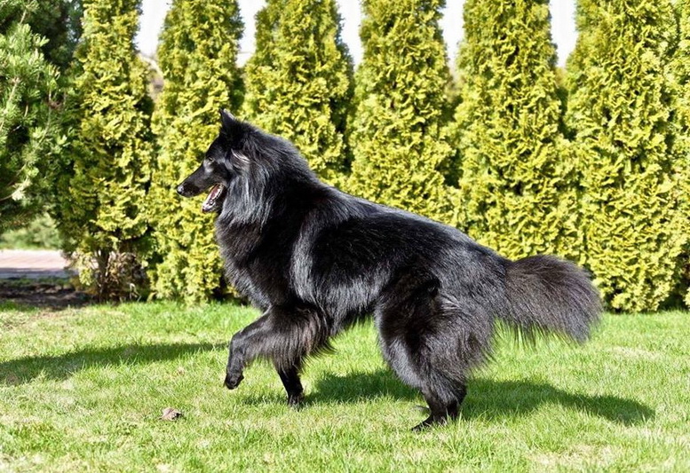 Matuzų šeimos numylėtinis Tagas su savimi atsinešė ir neįtikėtinai įdomią savo atsiradimo šiuose namuose istoriją. ASMENINIO ALBUMO nuotr.
