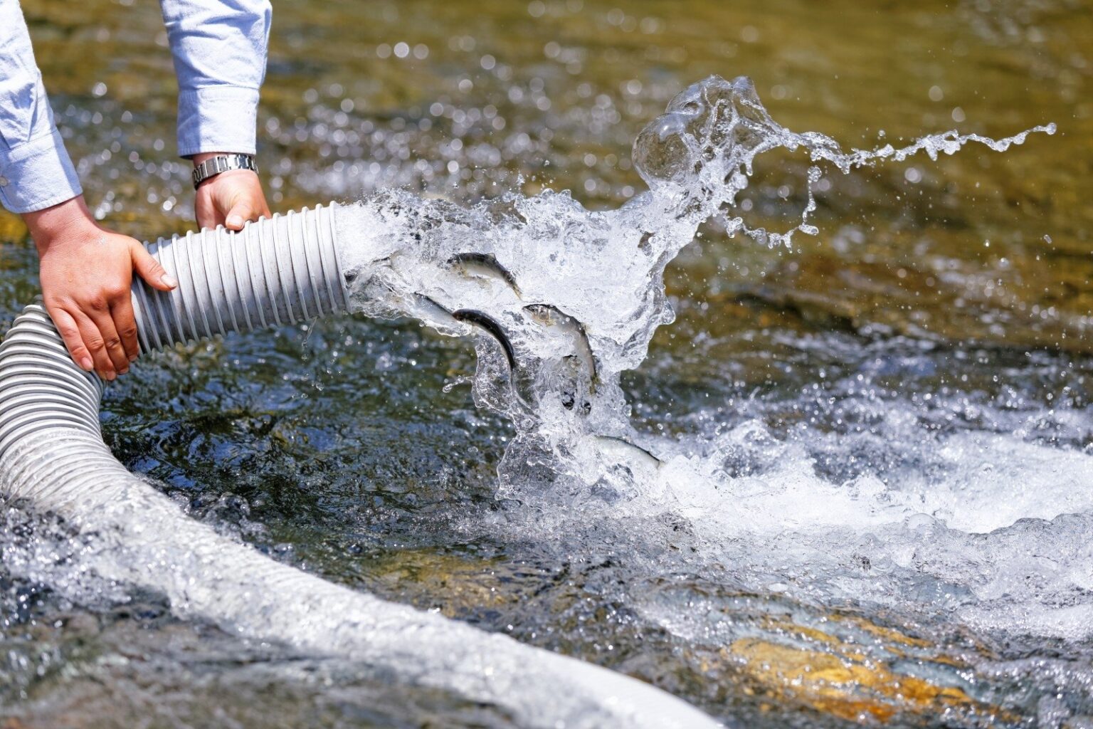 Dalyvaujant Panevėžio regiono AAD Panevėžio agentūros ir Gyvosios gamtos apsaugos inspekcijos pareigūnams, įžuvintas Panevėžio Ekrano tvenkinys.