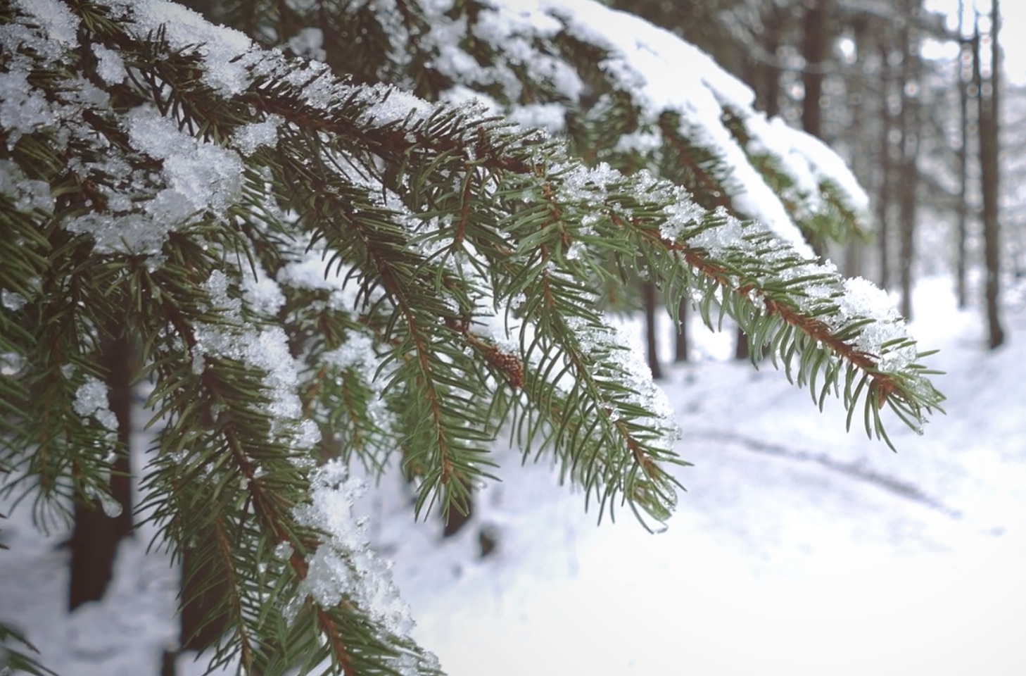 Artėjant Kalėdoms, žmonės kartais nesibodi iš miško nusikirsti eglutę ar jos šaką nepagalvodami apie daromą žalą. Už tai gresia nemenka bauda.