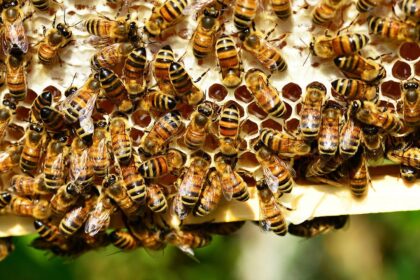 Keista vagystė Biržų rajone. Čia Šeškynės kaime sausio 2-ąją pavogti trys aviliai su bičių šeimomis. Jas čia laikė 35-erių pasvalietis. Nuostolis – 660 eurų.