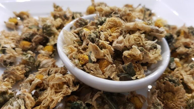 Mūsų liaudies medicina chrizantemų gydyti nevartoja arba vartoja labai retai, tačiau Rytuose tai gan žinomas gydomasis augalas.