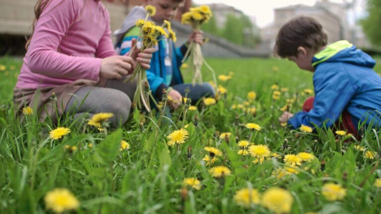 Pasak liaudies medicinos žinovų, ypač efektyviai hemoglobino kiekį kraujyje didina kiaulpienės. Sergantiesiems anemija patariama gydytis tiek šviežiomis, tiek ir džiovintomis kiaulpienėmis.