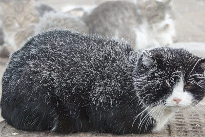 Ateinančios savaitės pirmoje pusėje sulauksime dar didesnio atšalimo – temperatūra naktį gali nukristi ir iki 26 laipsnių, o viską blogins stiprus vėjas.