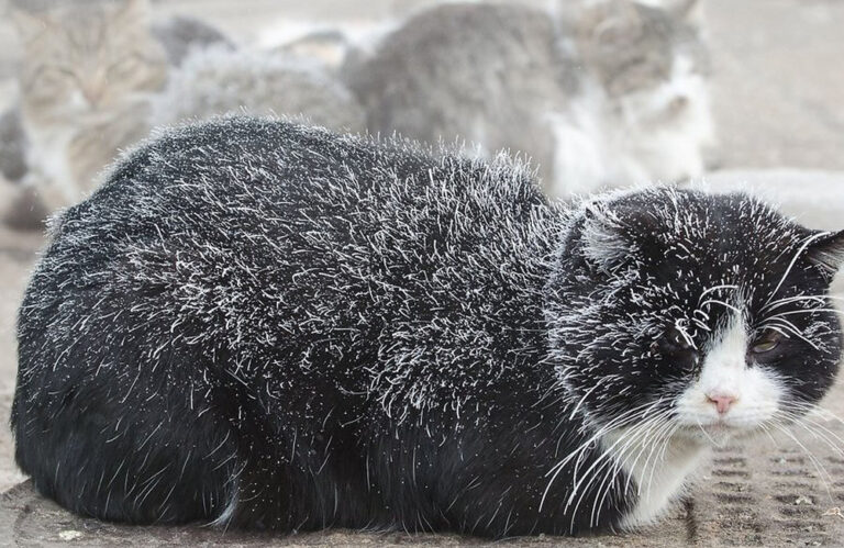 Ateinančios savaitės pirmoje pusėje sulauksime dar didesnio atšalimo – temperatūra naktį gali nukristi ir iki 26 laipsnių, o viską blogins stiprus vėjas.