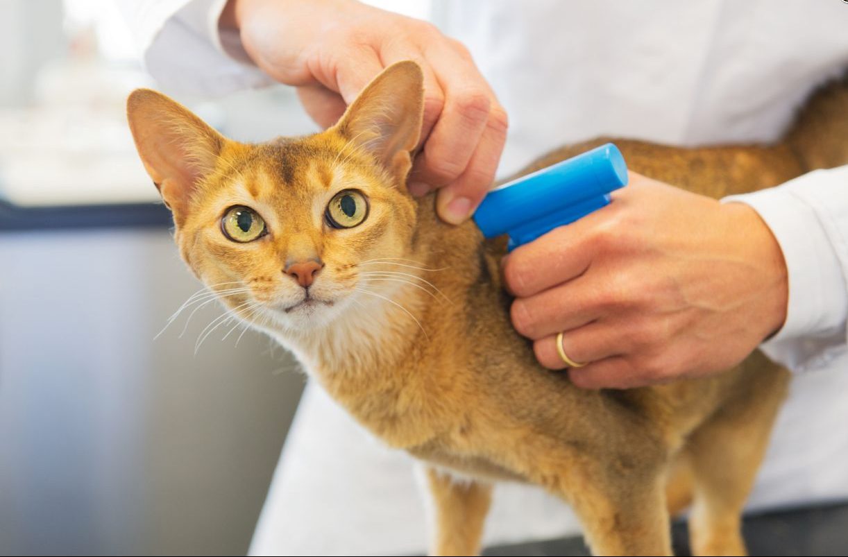 Nuo 2019 metų visos katės ir šunys privalės būti ženklinami mikroschemomis ir registruojami Gyvūnų augintinių registre.