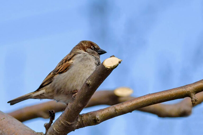 Žingsnis į priekį, du atgal - pavasaris vis neapsisprendžia, ar jam jau laikas pradėti mus džiuginti šiluma ir budinti gamtą.