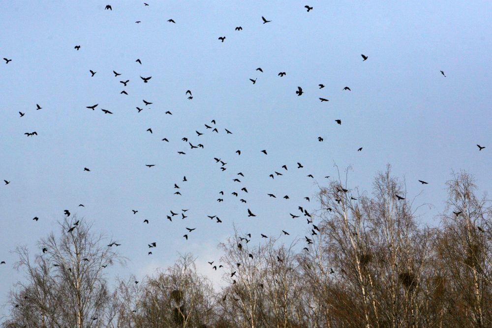 Savivaldybė beveik 235 tūkst. Eur numatė panaudoti aplinkos apsaugos priemonėms.