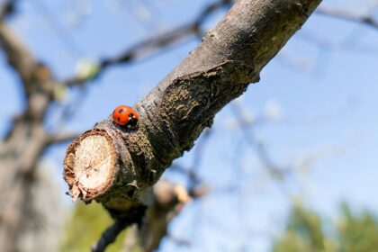Besiskleidžiantis pavasaris – bene žaviausias metas gamtoje. Miesto parkai jau gaudžia nuo paukščių čiulbėjimo, miško paklotes mėlynai nudažė žibuoklės, gėlynuose prie namų baltuoja į saulę besistiebiančios snieguolės, kasdieną vis daugiau šilumos į žemę siunčia pavasario saulė.