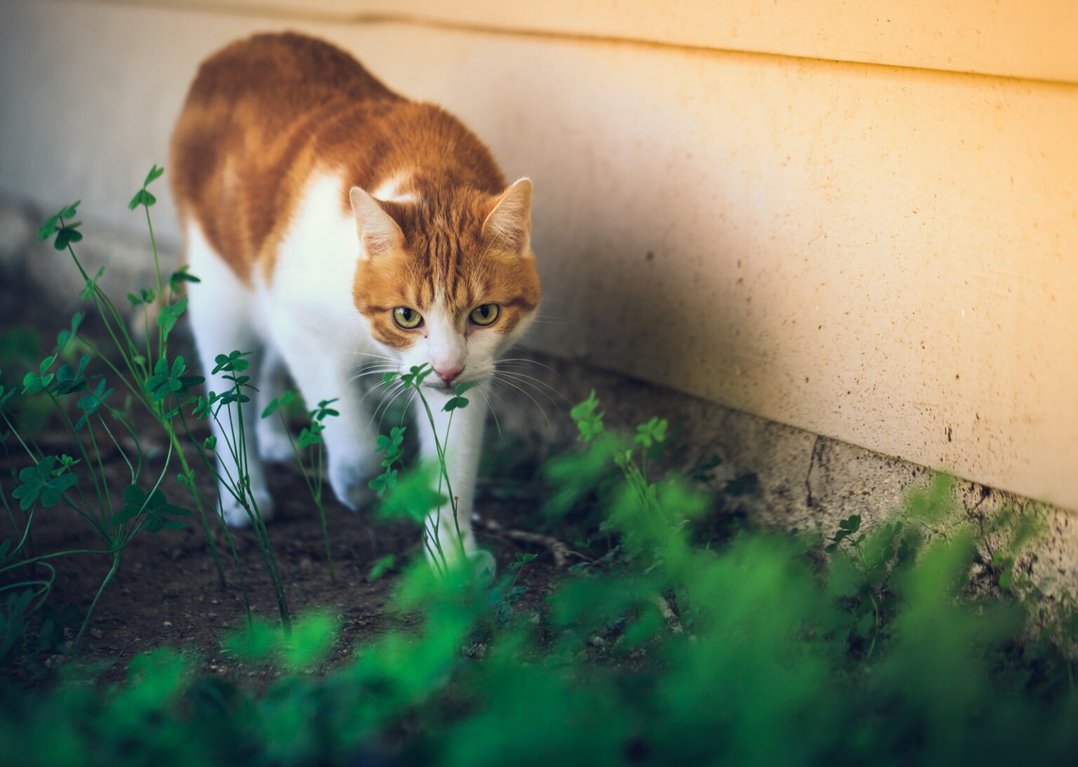 Nutirpus sniegui atsiveria ne tik per žiemą susikaupusios šiukšlės, bet ir dažniau matomi šunų ekskrementai.