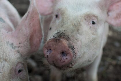 Kiekvienais metais ūkininkams nerimą ir nuostolius keliančios užkrečiamosios gyvūnų ligos iš Lietuvos nesitraukia.