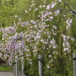 V. BULAIČIO nuotraukos