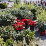 V. BULAIČIO nuotraukos