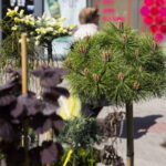 V. BULAIČIO nuotraukos