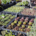 V. BULAIČIO nuotraukos