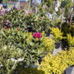 V. BULAIČIO nuotraukos