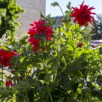 V. BULAIČIO nuotraukos