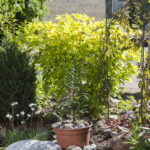 V. BULAIČIO nuotraukos