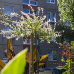 V. BULAIČIO nuotraukos