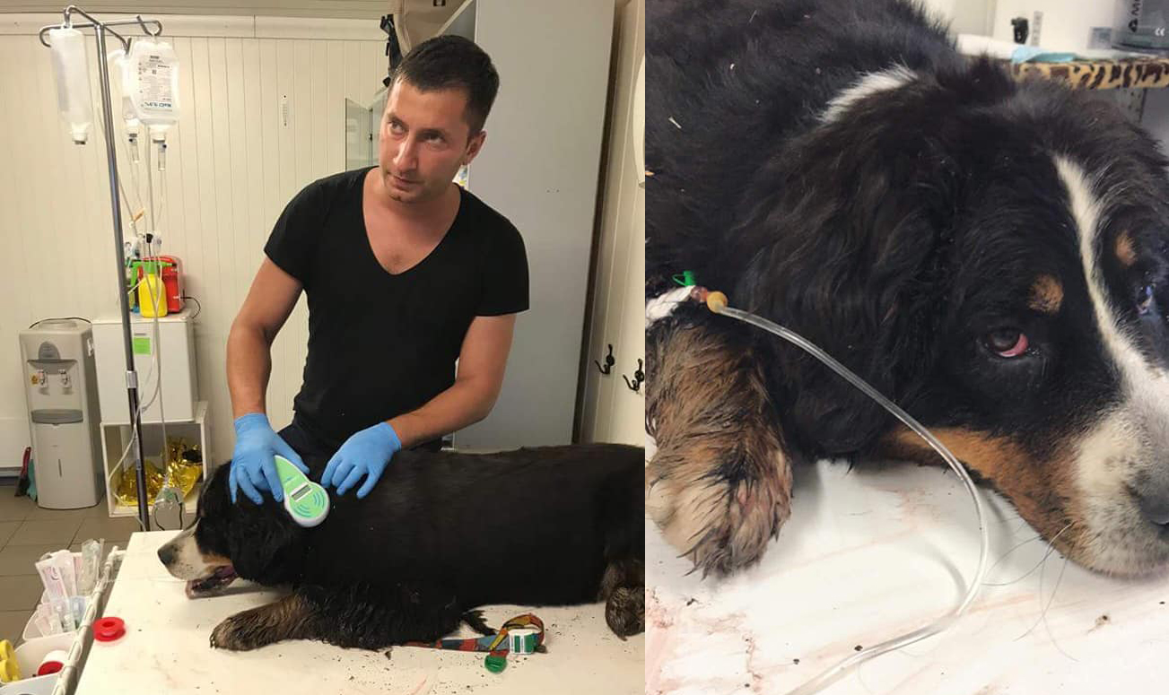 Žiaurumui, regis, ribų nėra. Kaizerlingo miškelyje, atokiau nuo pagrindinių kelių, krūmuose rastą merdėjantį Bernozenenhundų veislės šunį išgelbėję žmonės vietoje padėkos iš keturkojo šeimininkų sulaukė puolimo.