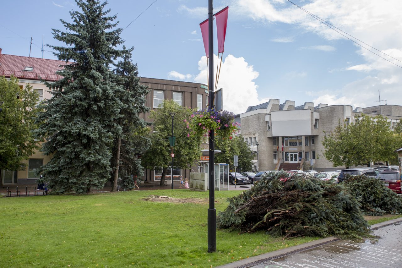 Panevėžio širdyje, centrinėje aikštėje darbininkai nupjovė dvi didžiules egles. Dar daugiau medžių čia turėtų kristi pradėjus įgyvendinti šios aikštės rekonstrukcijos projektą.