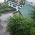 D. SAVICKIENĖS nuotrauka